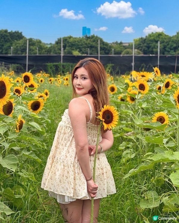 向日葵靚到癲！🌻🌻🌻