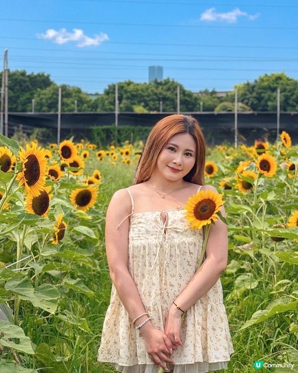 向日葵靚到癲！🌻🌻🌻