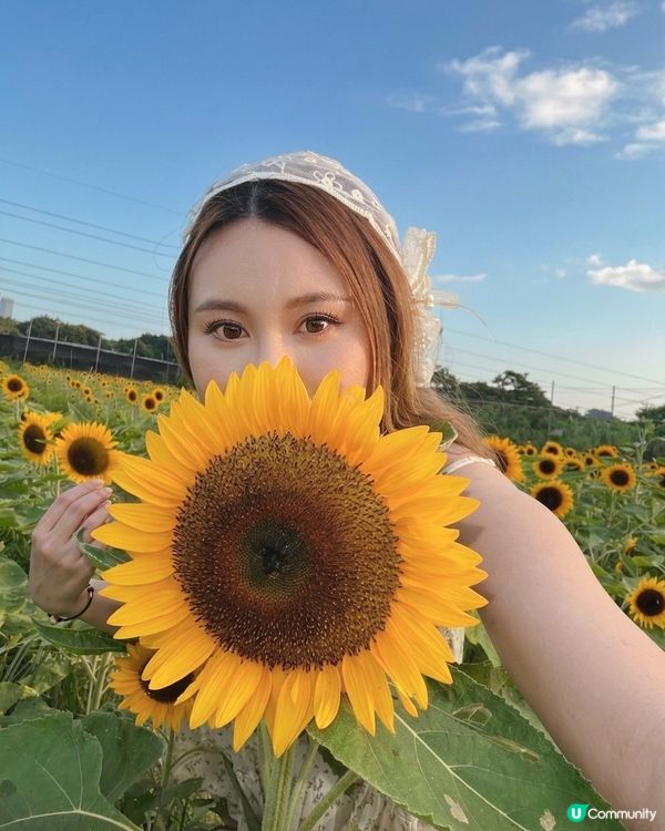 向日葵靚到癲！🌻🌻🌻