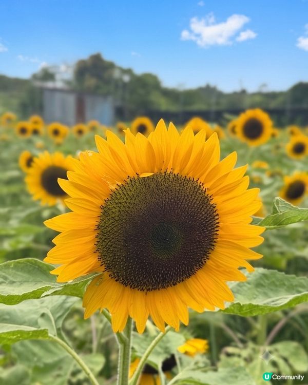 向日葵靚到癲！🌻🌻🌻