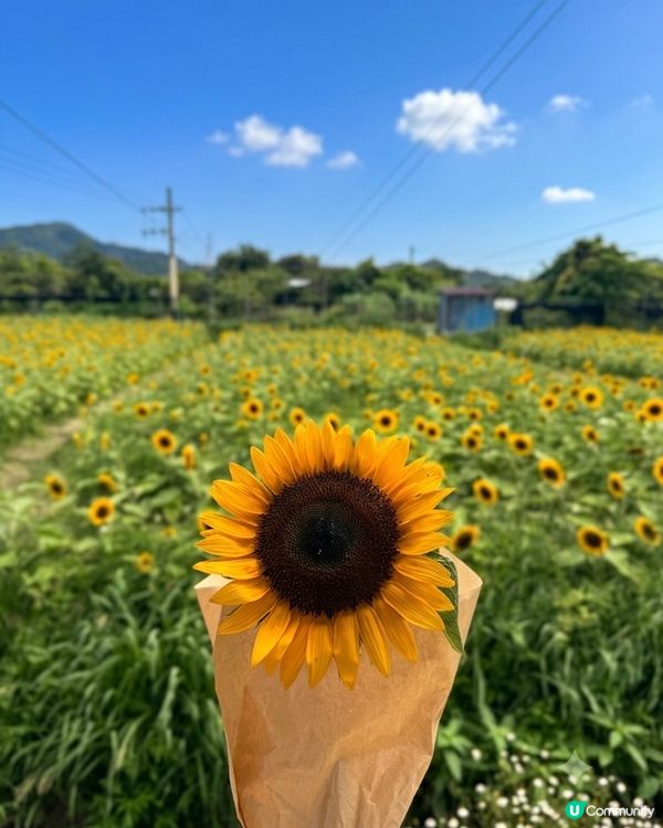 向日葵靚到癲！🌻🌻🌻