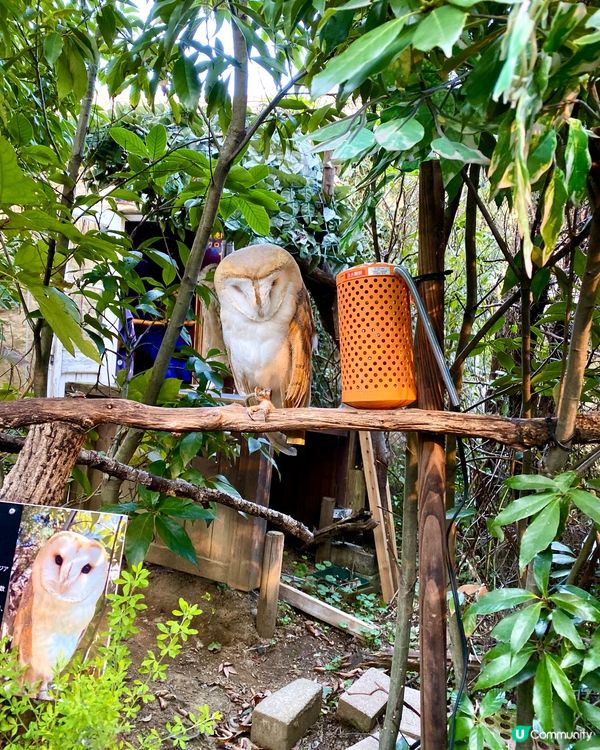『日本』貓頭鷹森林童話旅程🦉零距離接觸貓頭鷹🥰