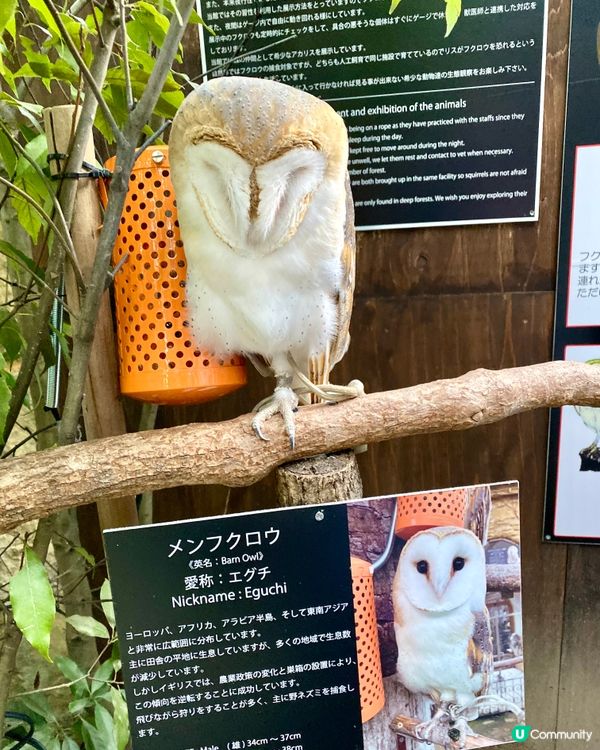 『日本』貓頭鷹森林童話旅程🦉零距離接觸貓頭鷹🥰