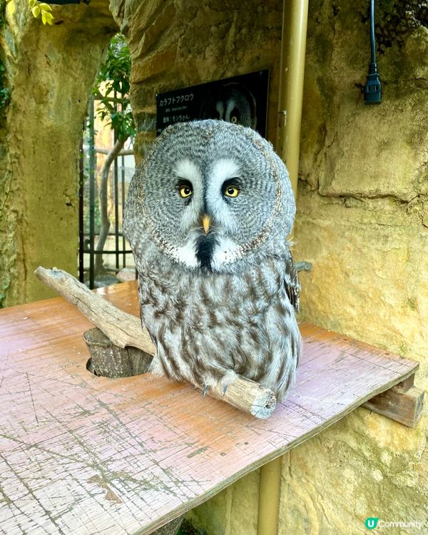 『日本』貓頭鷹森林童話旅程🦉零距離接觸貓頭鷹🥰