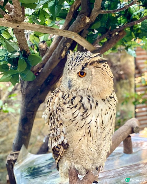 『日本』貓頭鷹森林童話旅程🦉零距離接觸貓頭鷹🥰