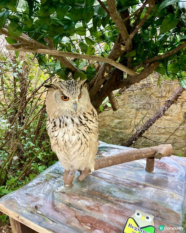 『日本』貓頭鷹森林童話旅程🦉零距離接觸貓頭鷹🥰