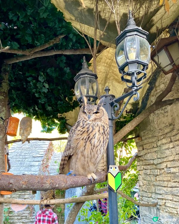 『日本』貓頭鷹森林童話旅程🦉零距離接觸貓頭鷹🥰