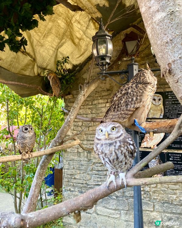 『日本』貓頭鷹森林童話旅程🦉零距離接觸貓頭鷹🥰