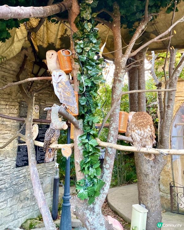 『日本』貓頭鷹森林童話旅程🦉零距離接觸貓頭鷹🥰