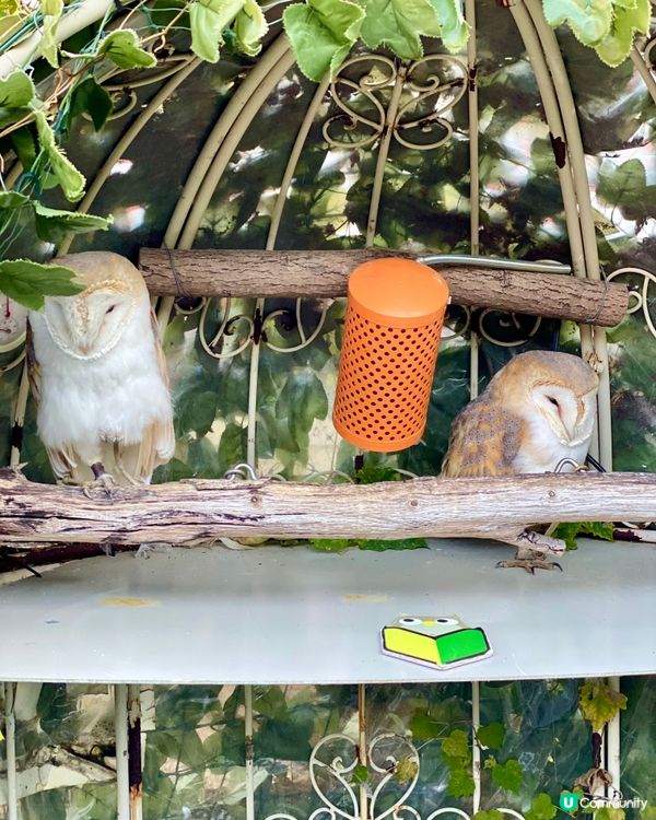 『日本』貓頭鷹森林童話旅程🦉零距離接觸貓頭鷹🥰