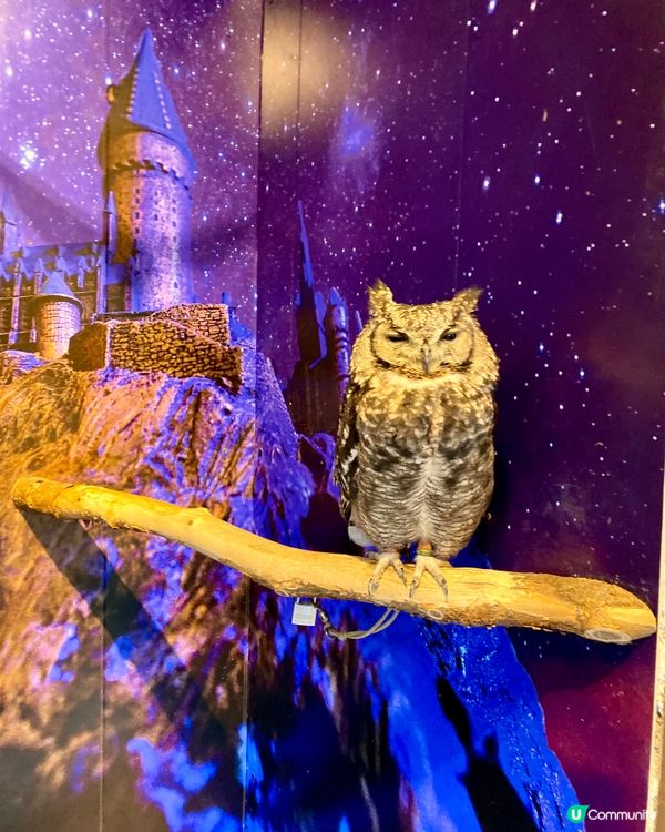 『日本』貓頭鷹森林童話旅程🦉零距離接觸貓頭鷹🥰