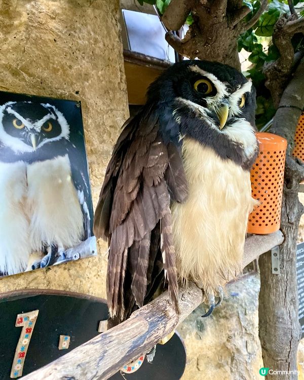 『日本』貓頭鷹森林童話旅程🦉零距離接觸貓頭鷹🥰