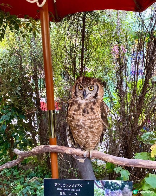 『日本』貓頭鷹森林童話旅程🦉零距離接觸貓頭鷹🥰