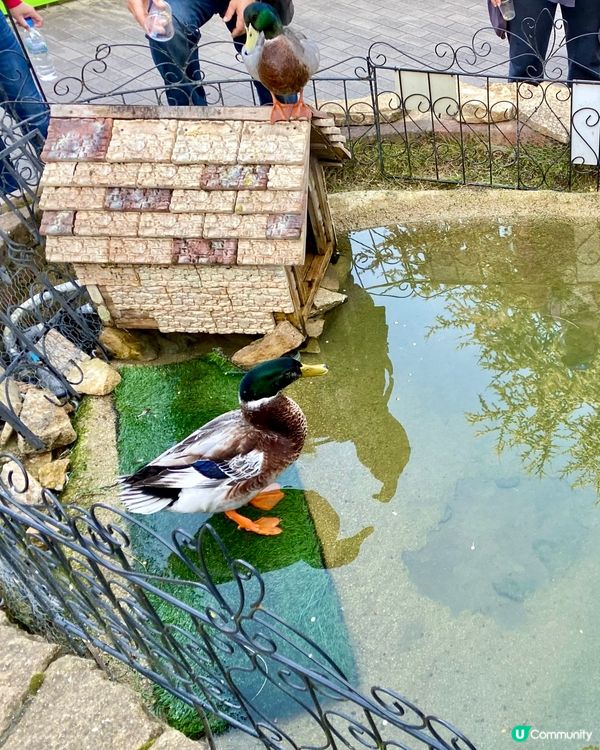 『日本』貓頭鷹森林童話旅程🦉零距離接觸貓頭鷹🥰