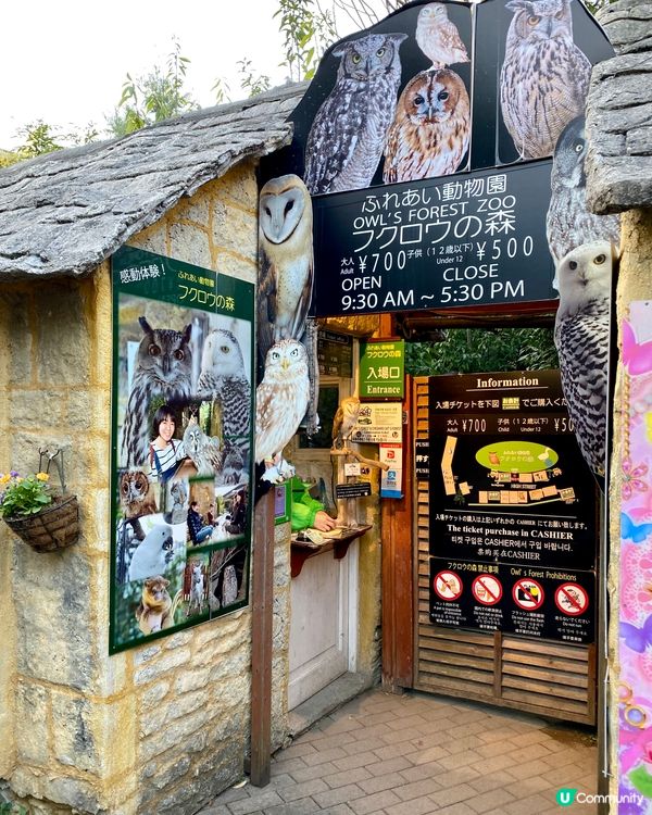 『日本』貓頭鷹森林童話旅程🦉零距離接觸貓頭鷹🥰