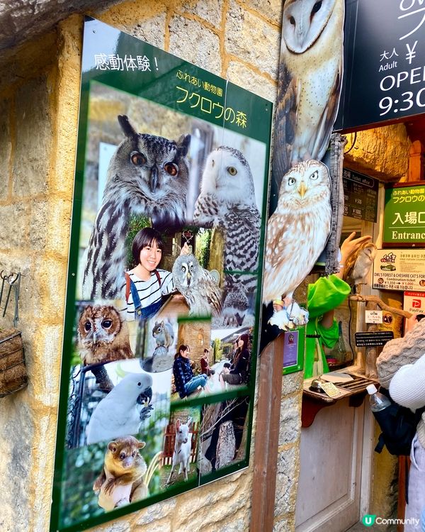『日本』貓頭鷹森林童話旅程🦉零距離接觸貓頭鷹🥰