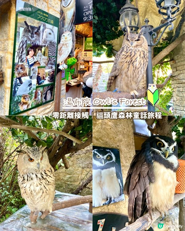 『日本』貓頭鷹森林童話旅程🦉零距離接觸貓頭鷹🥰