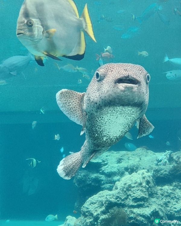 水族館驚喜連連，酒店冷氣有伏？🥵