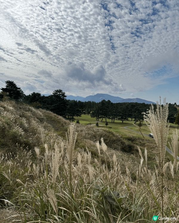 熊本草千里🫶芒草☘️