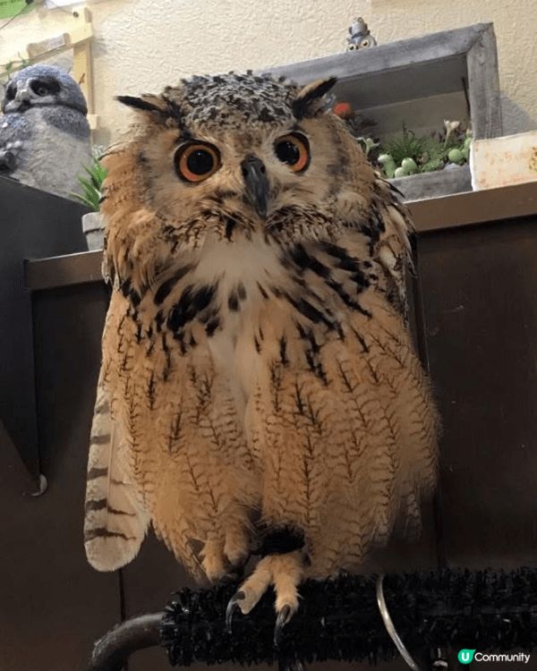 Beautiful owl and colourless c...