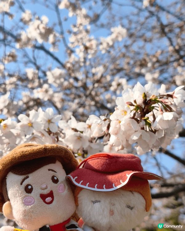 韓國首爾4月頭天氣乾爽微涼，適逢係櫻花季，當然要帶埋wood...
