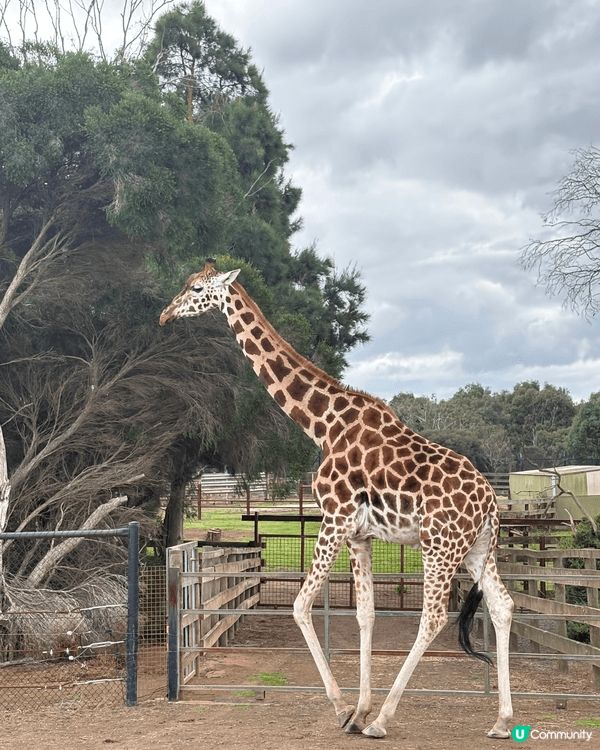 最近去咗澳洲睇自然生態風景，見到好多動物，仲有去咗出名嘅彩虹...