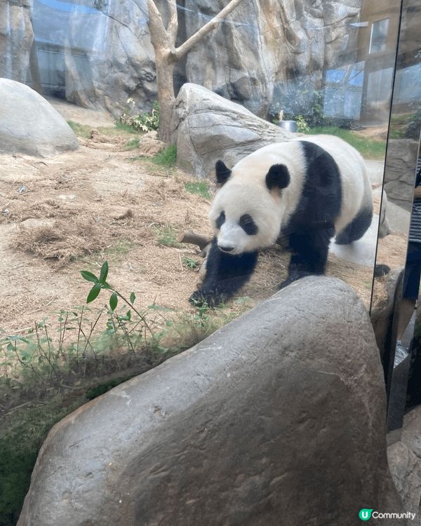 海洋公園，是香港人的開心樂園。有 大熊貓，有企鵝，有多種海洋...