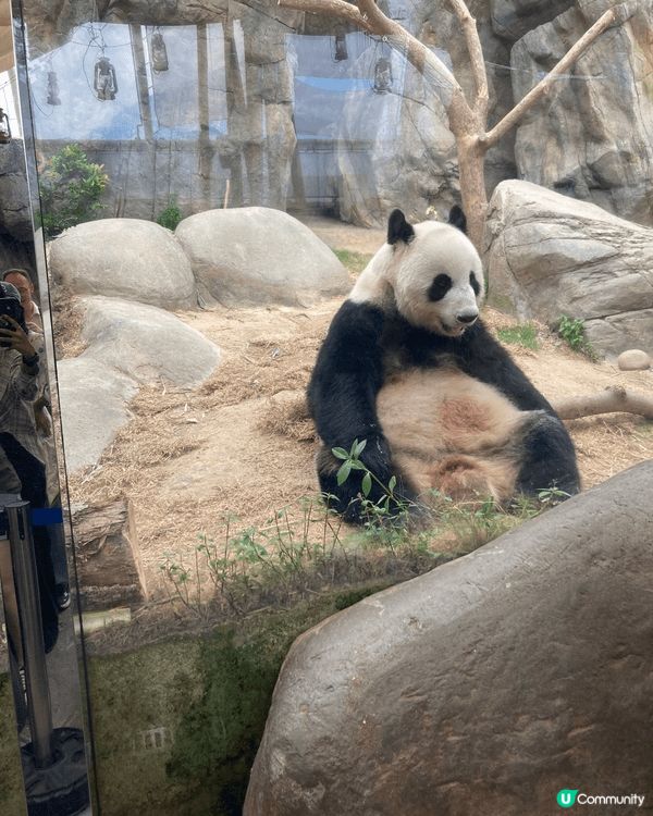 海洋公園，是香港人的開心樂園。有 大熊貓，有企鵝，有多種海洋...