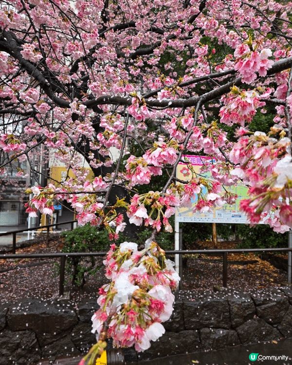 春季東京，估不到3月都會看到下雪，而且還下比較久及比較大，是...