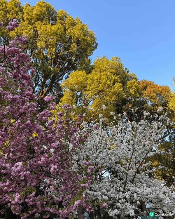 上野🌸🌼