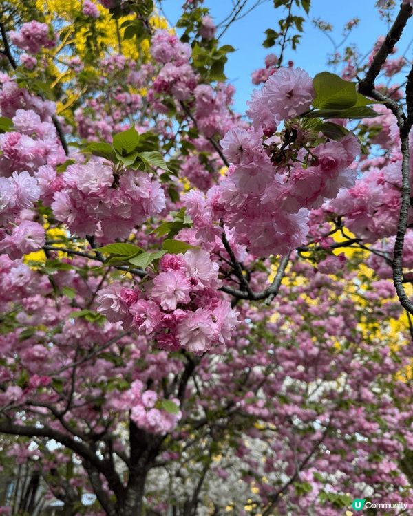 上野🌸🌼