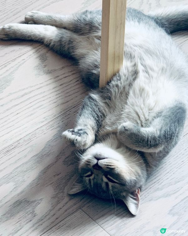 小朋友+毛孩🏡必揀地板🌿🐶✨