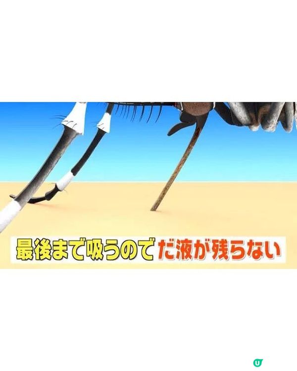 🦟唔好即刻拍死！日節目揭4大防蚊冷知識💡夏天出門著1顏色最安全👕