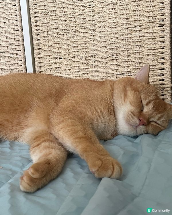 天氣勁熱☀️貓狗消暑推介🐶🐱