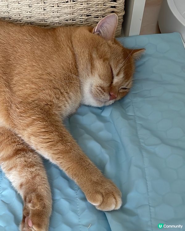 天氣勁熱☀️貓狗消暑推介🐶🐱