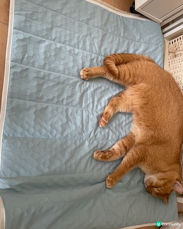 天氣勁熱☀️貓狗消暑推介🐶🐱