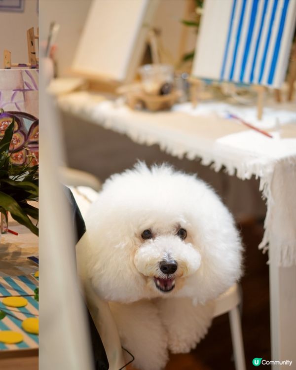 寵物友善畫室chill住畫🐶🎨
