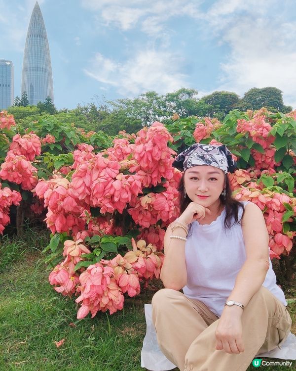 我愛花花之深圳灣公園限定·粉紙扇花海美到爆棚📸✨