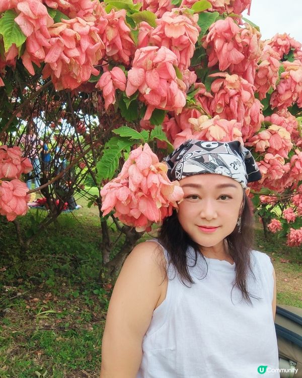 我愛花花之深圳灣公園限定·粉紙扇花海美到爆棚📸✨