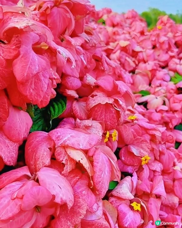 我愛花花之深圳灣公園限定·粉紙扇花海美到爆棚📸✨