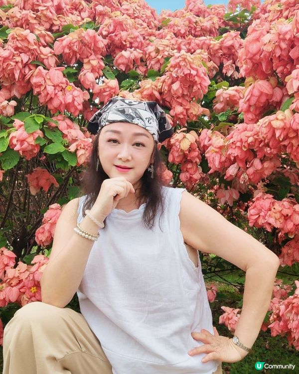 我愛花花之深圳灣公園限定·粉紙扇花海美到爆棚📸✨