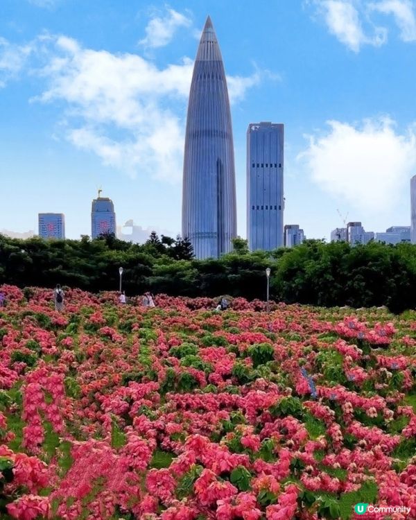 我愛花花之深圳灣公園限定·粉紙扇花海美到爆棚📸✨