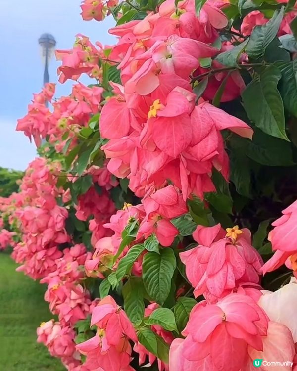 我愛花花之深圳灣公園限定·粉紙扇花海美到爆棚📸✨