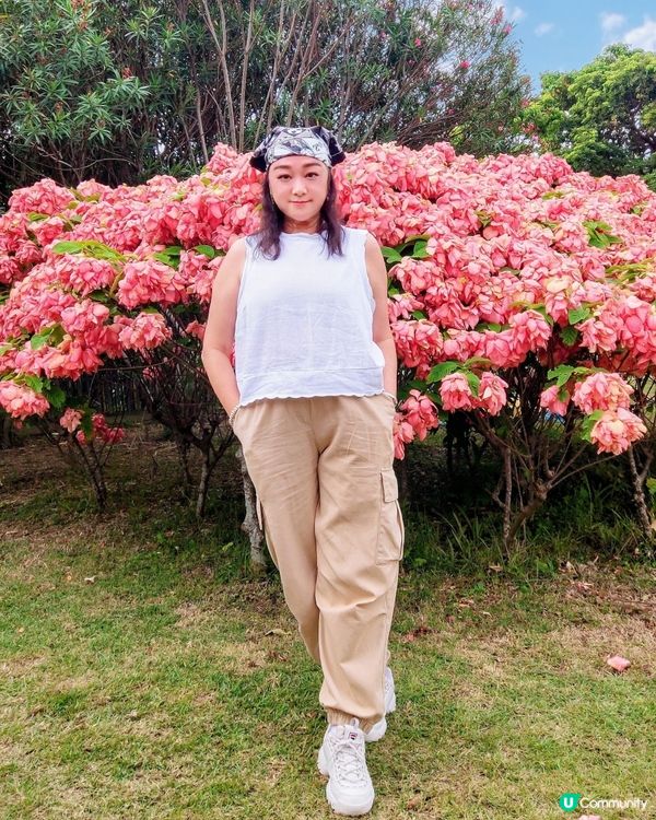 我愛花花之深圳灣公園限定·粉紙扇花海美到爆棚📸✨