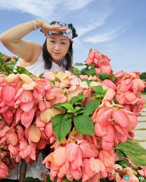 我愛花花之深圳灣公園限定·粉紙扇花海美到爆棚📸✨
