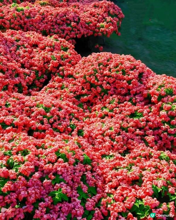 我愛花花之深圳灣公園限定·粉紙扇花海美到爆棚📸✨