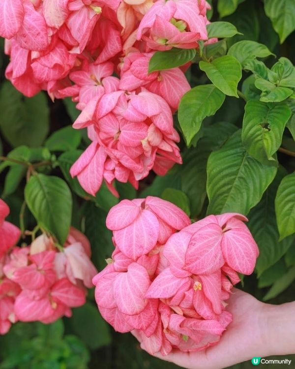 我愛花花之深圳灣公園限定·粉紙扇花海美到爆棚📸✨