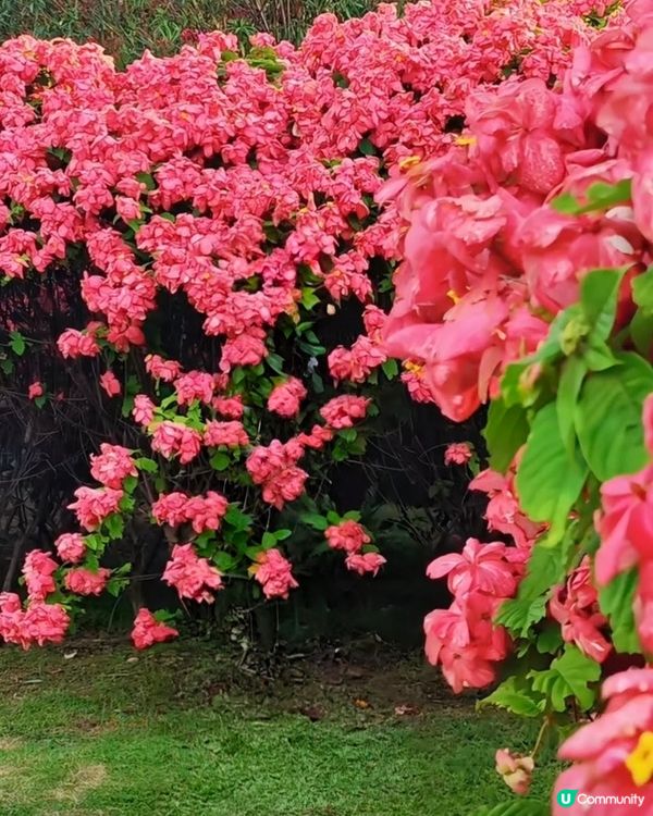 我愛花花之深圳灣公園限定·粉紙扇花海美到爆棚📸✨