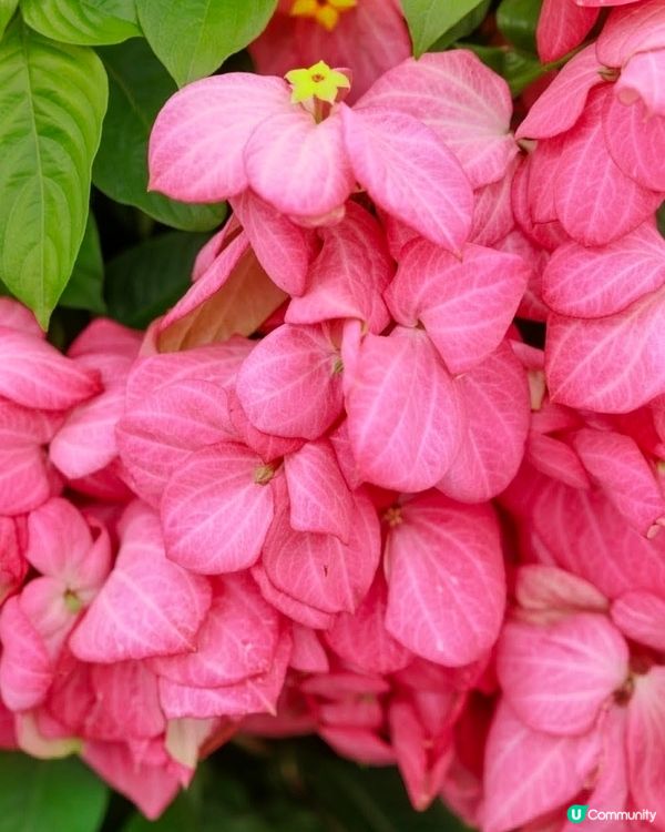 我愛花花之深圳灣公園限定·粉紙扇花海美到爆棚📸✨