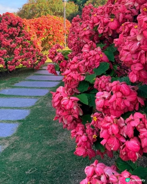 我愛花花之深圳灣公園限定·粉紙扇花海美到爆棚📸✨